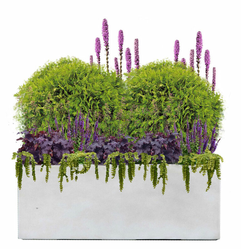 Formal Garden (Full Sun)This Plant Palette lets you have a more conventional garden that’s also good for the environment. With evergreen shrubs and sophisticated color blocks, this combination of plants is sure to impress.
