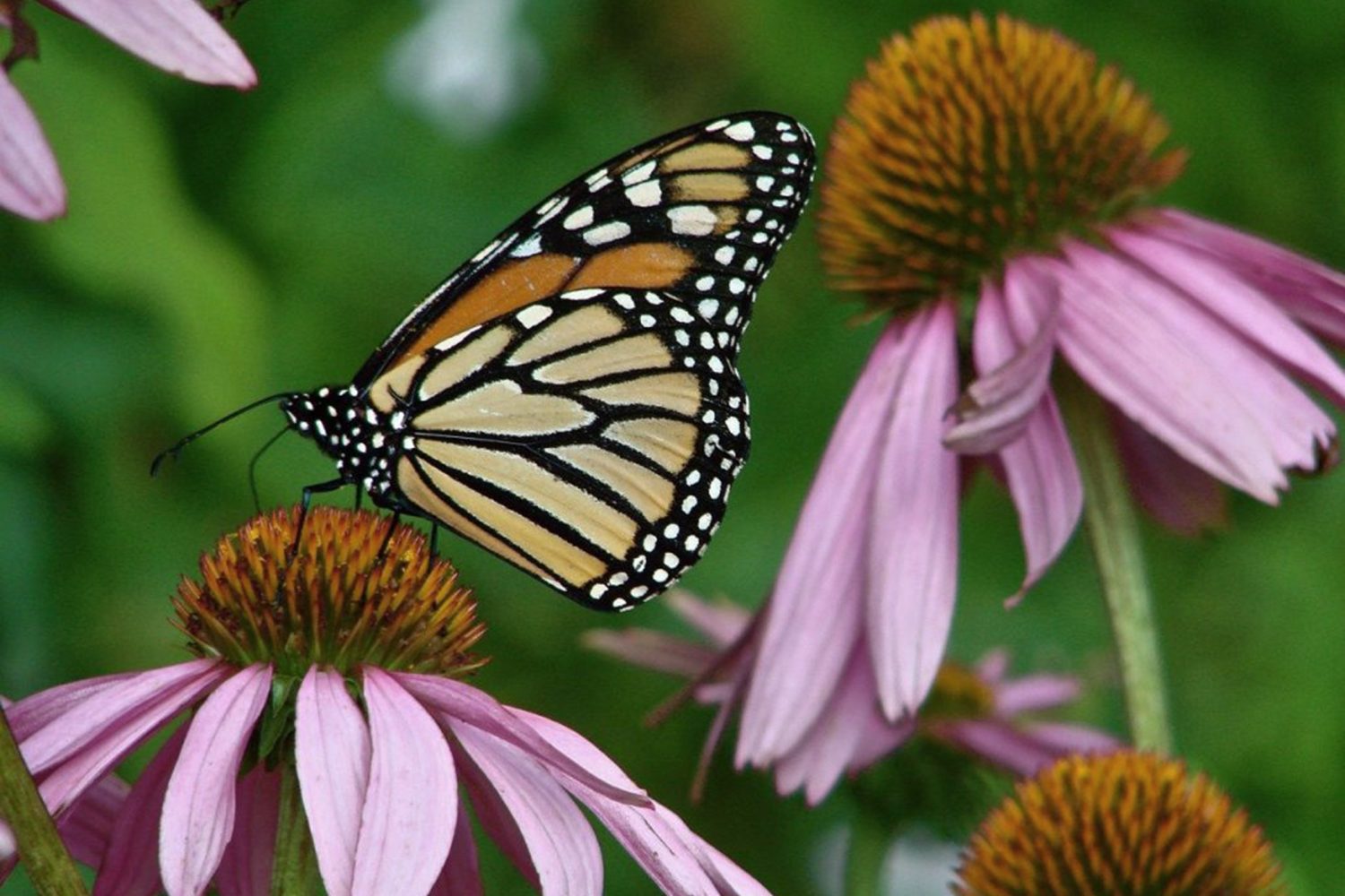 Monarch-Echinacea_PixabayStockFreeUse