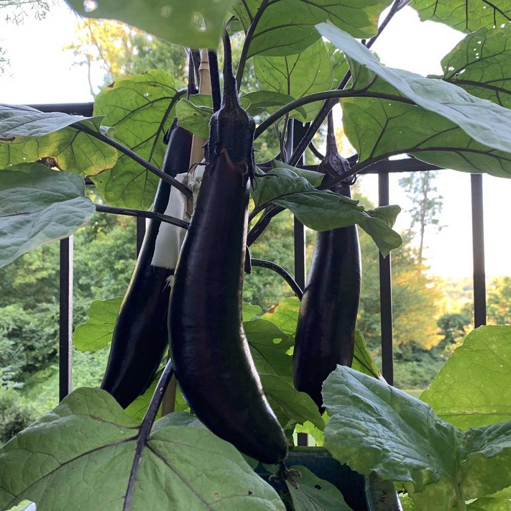 Eggplants grown in Paula's planter